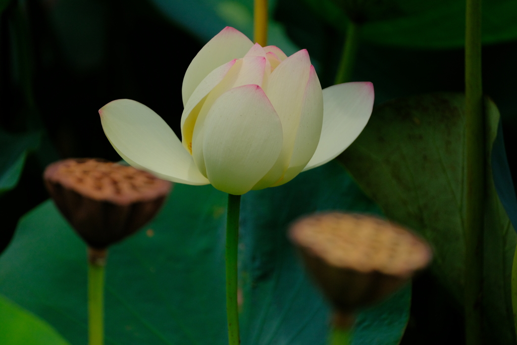 Lotus