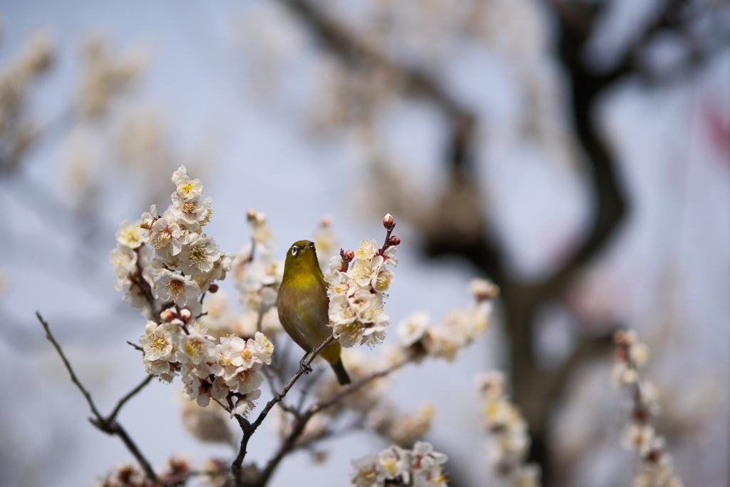 ウメジロー
