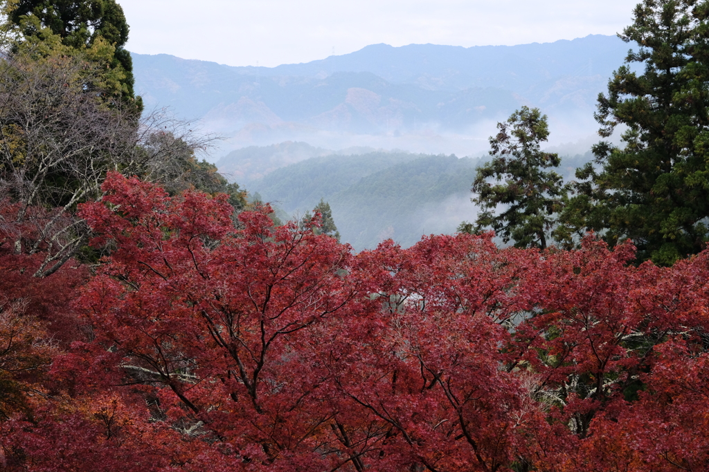 吉野の紅葉