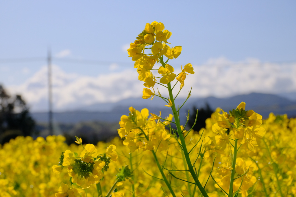 満開の菜の花