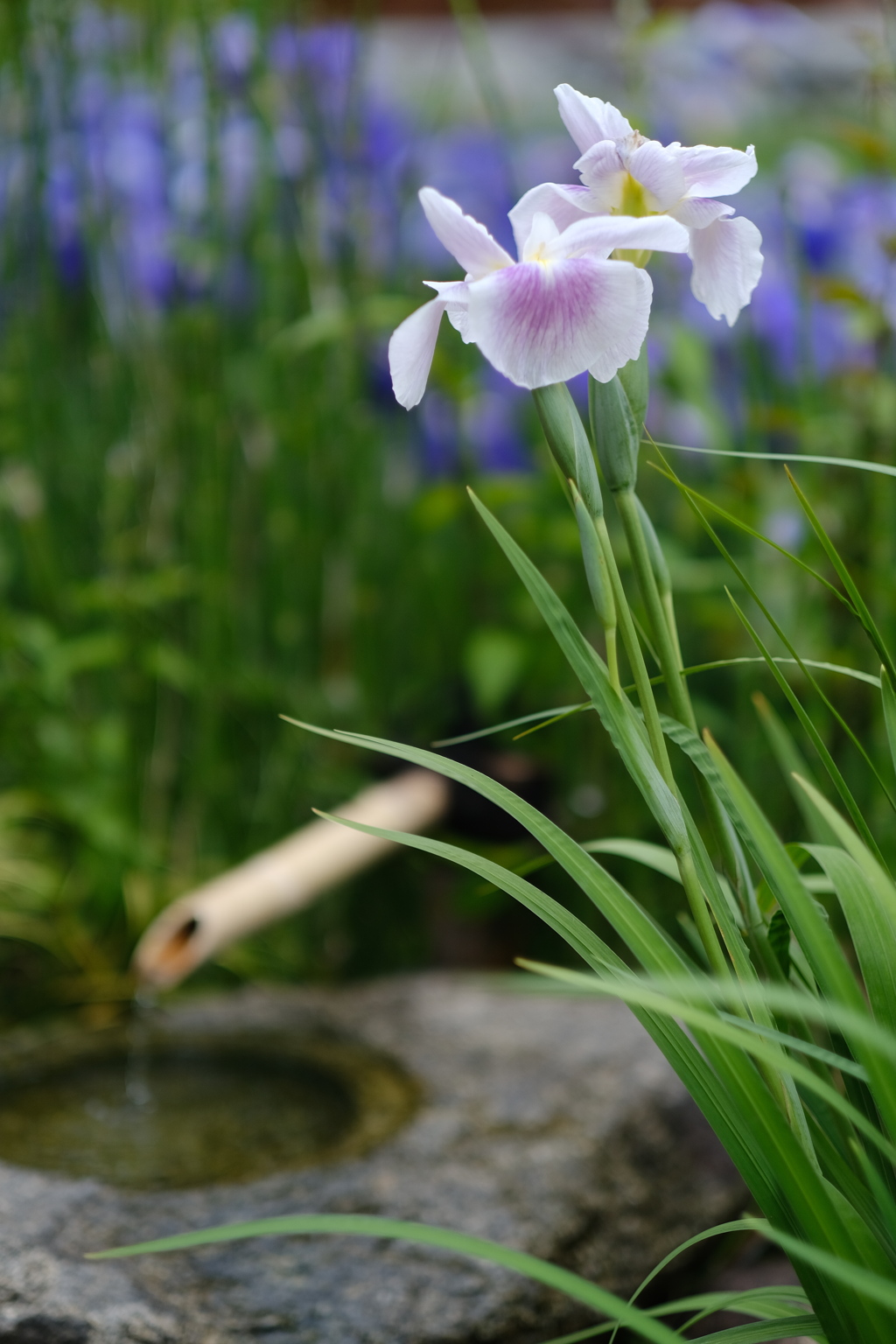 菖蒲園