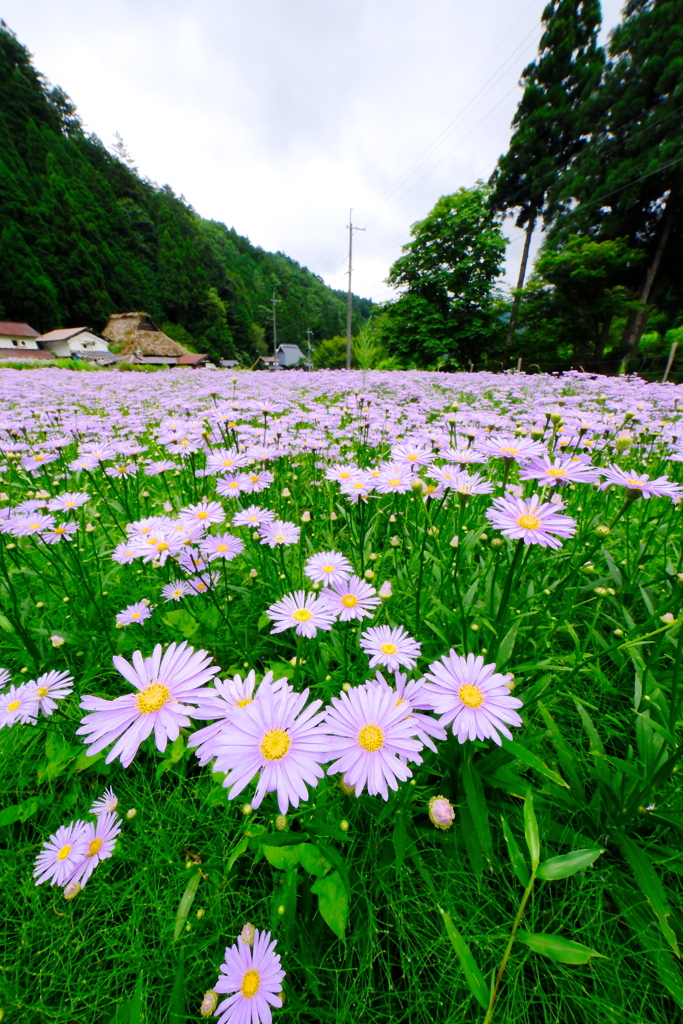 北山友禅菊