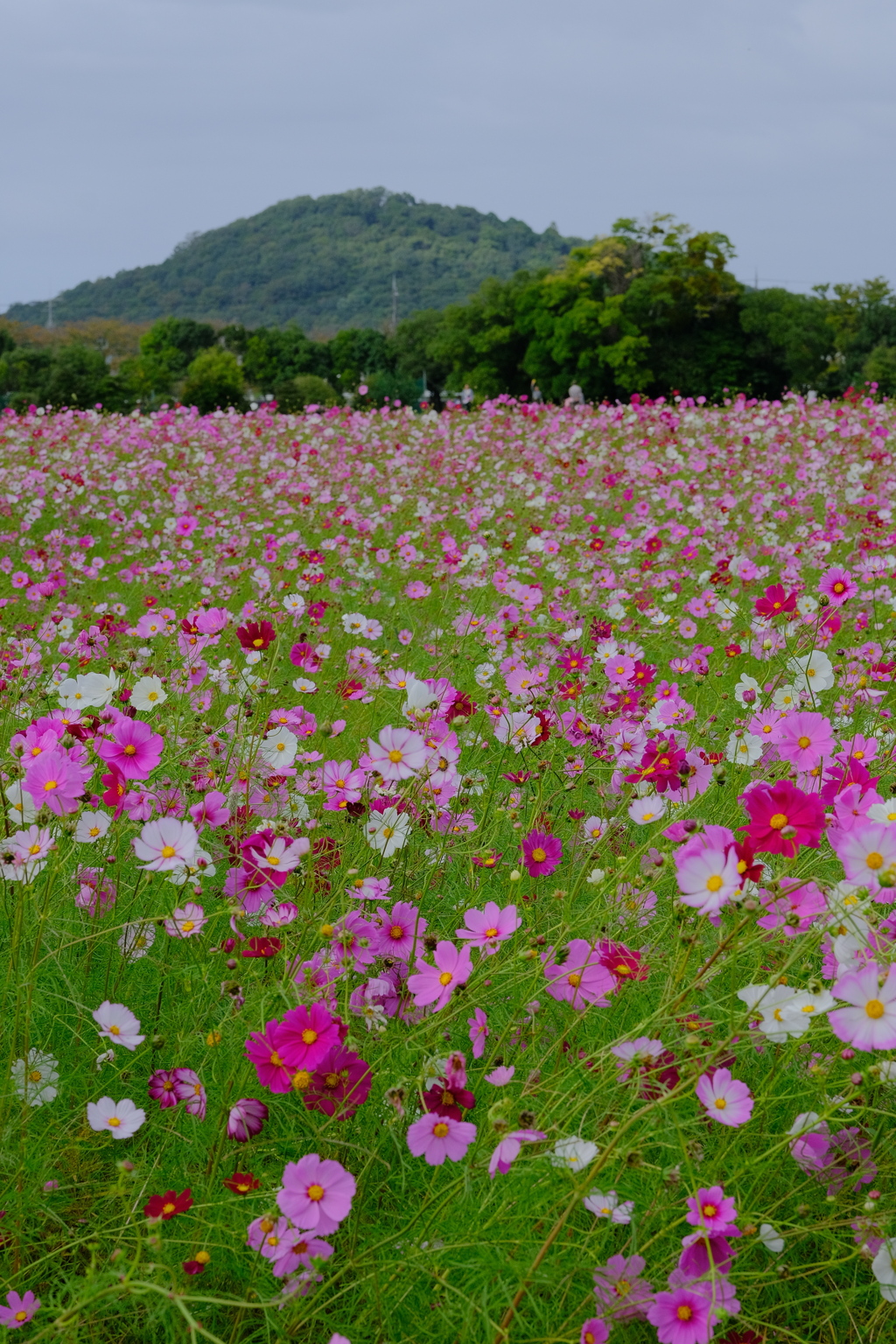 藤原宮跡の秋桜