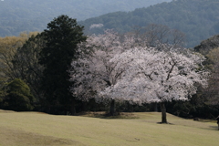 奈良公園の桜