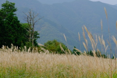 岩湧山のススキ