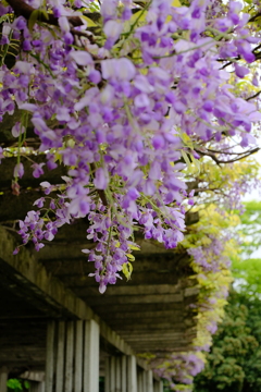 藤棚