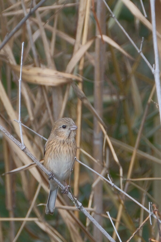 ベニマシコ♀