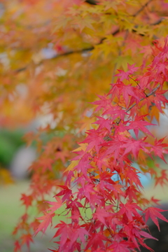 長浜城の紅葉