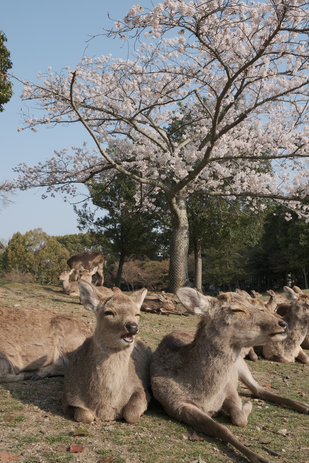 楽しいお花見