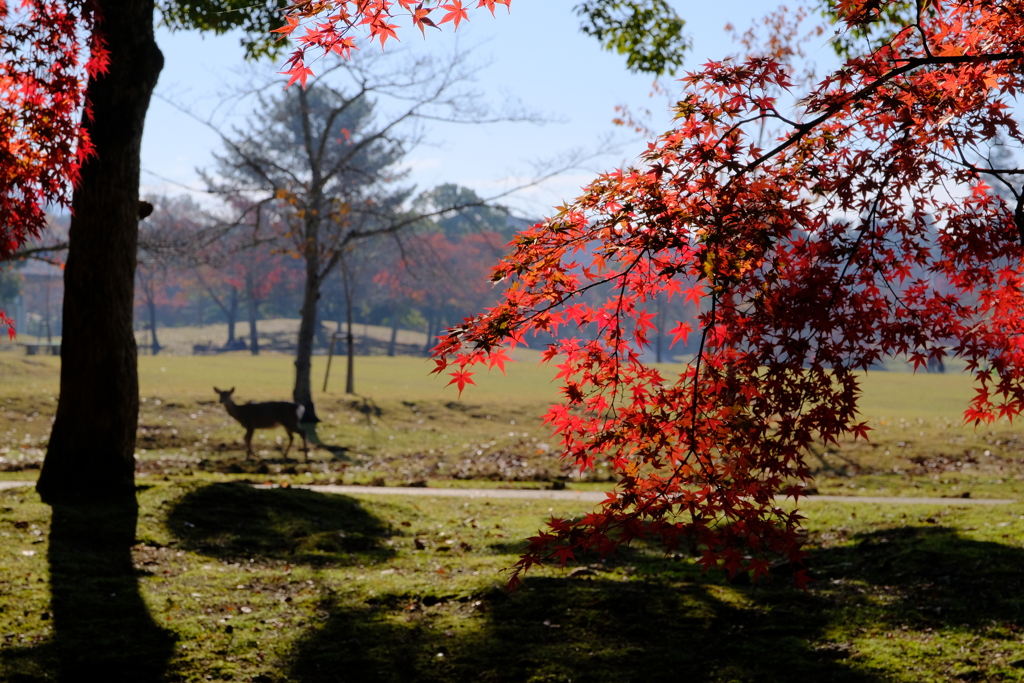 紅葉の奈良鹿