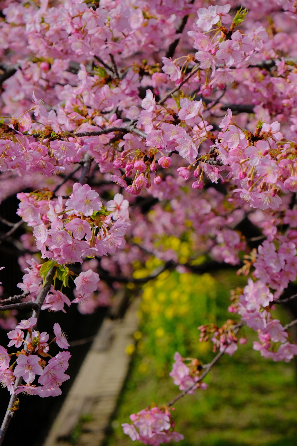 河津桜と菜の花