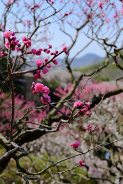 中山寺の梅園