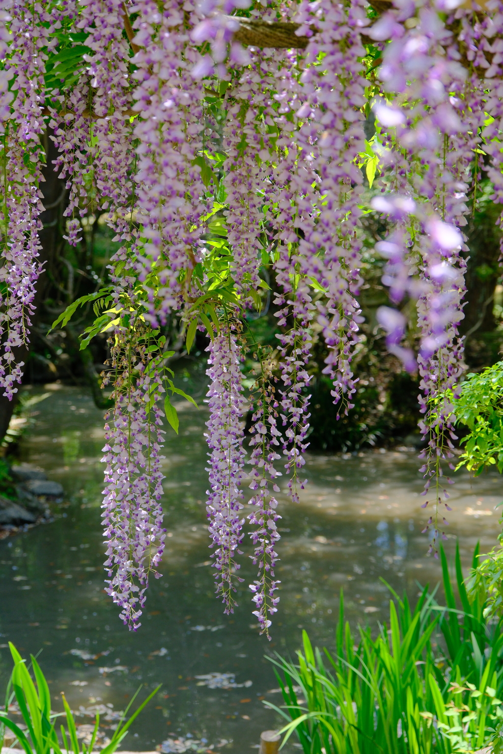 萬葉植物園の藤
