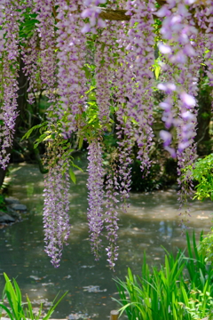 萬葉植物園の藤