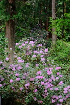 石楠花