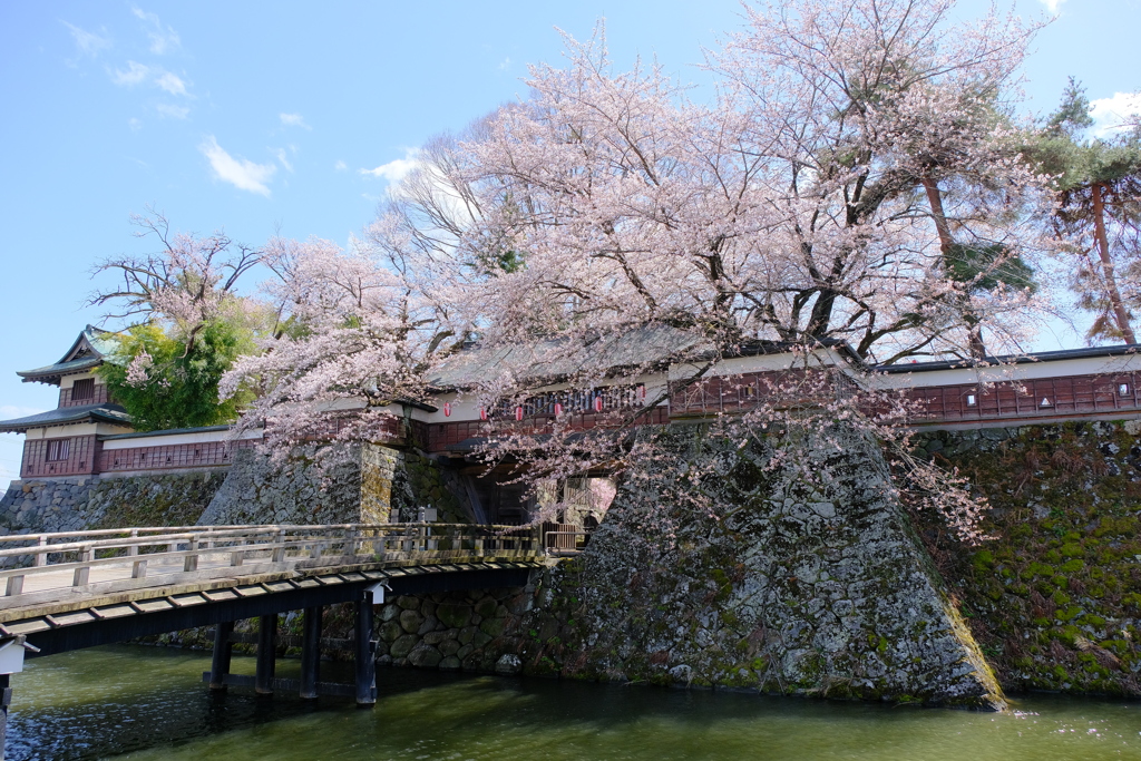 高島城の桜