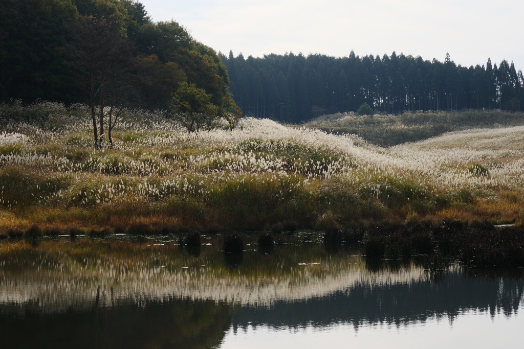 砥峰高原のススキ