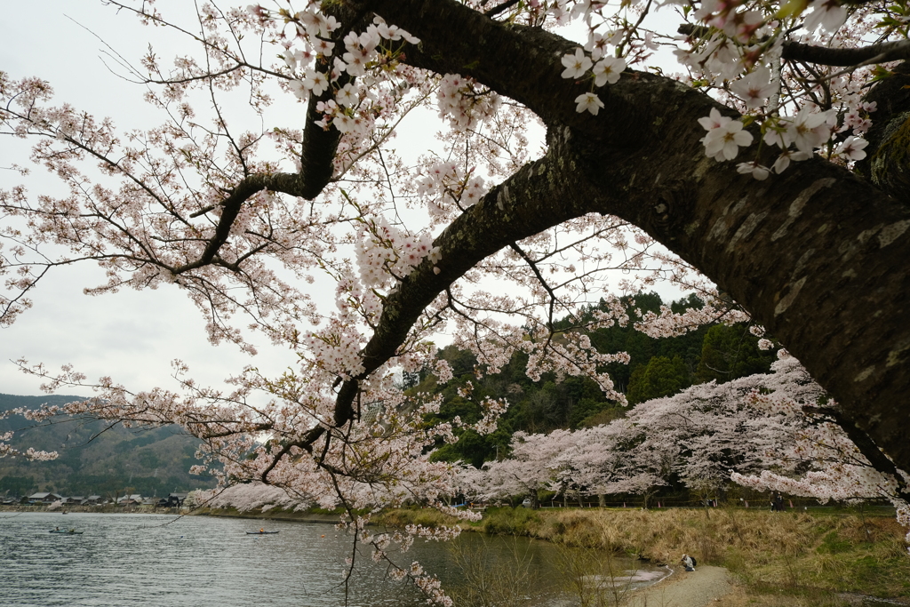 海津大崎の桜
