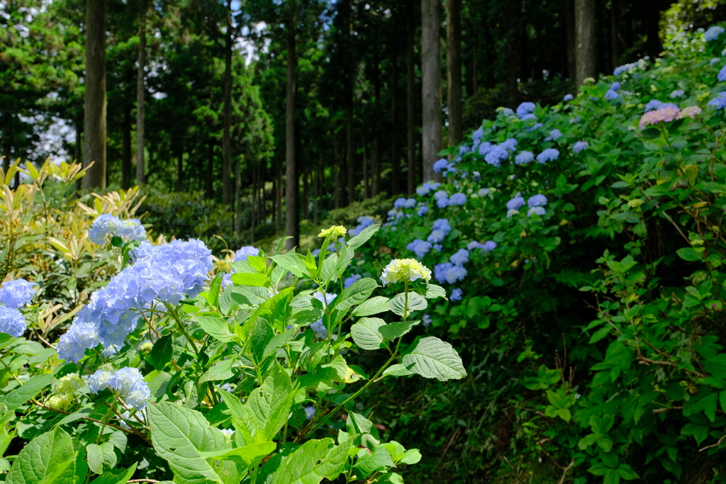 花園あじさい園