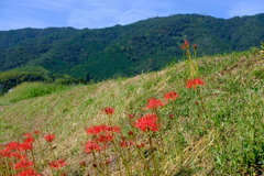 彼岸花