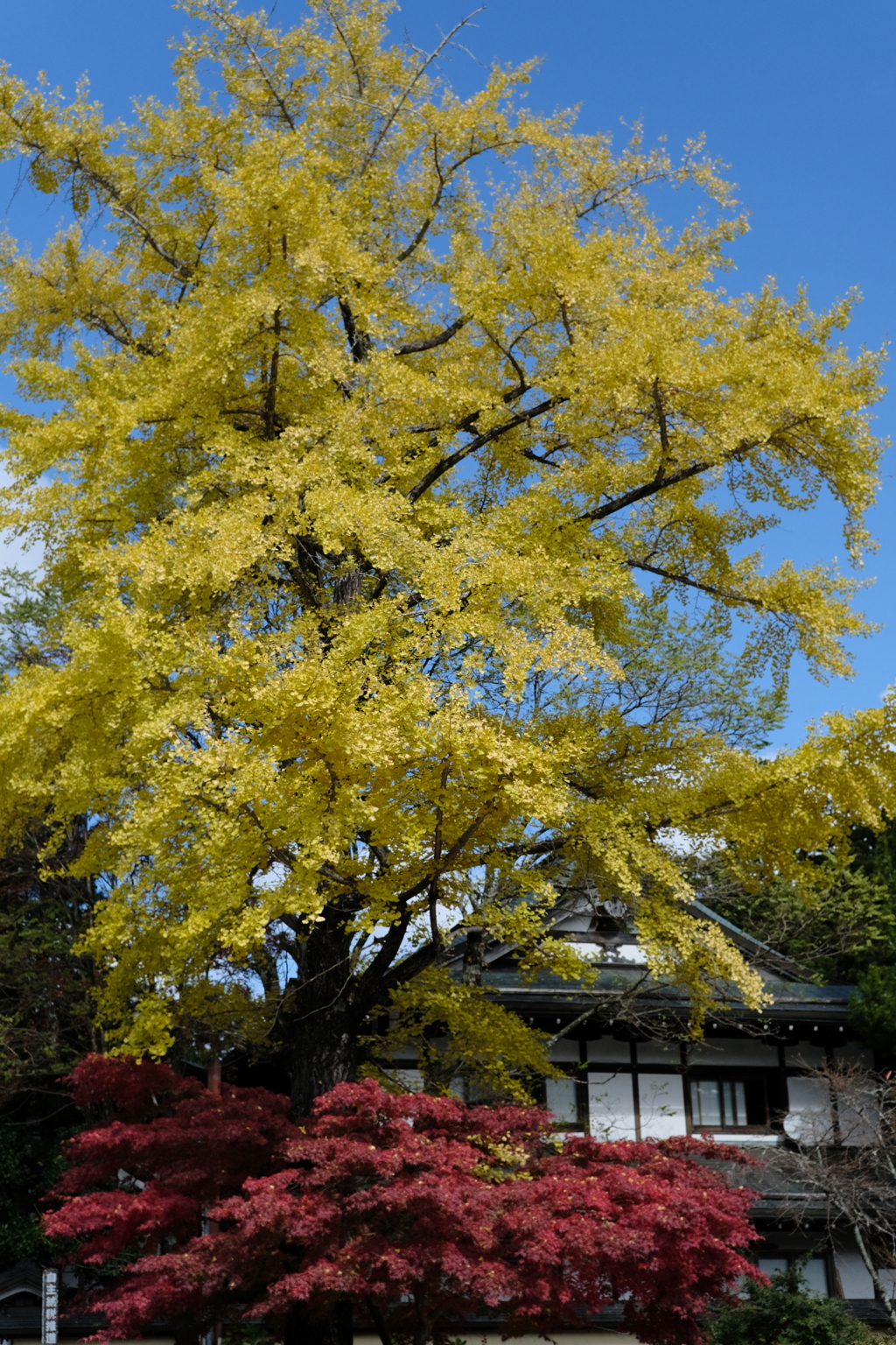 高野山の紅葉