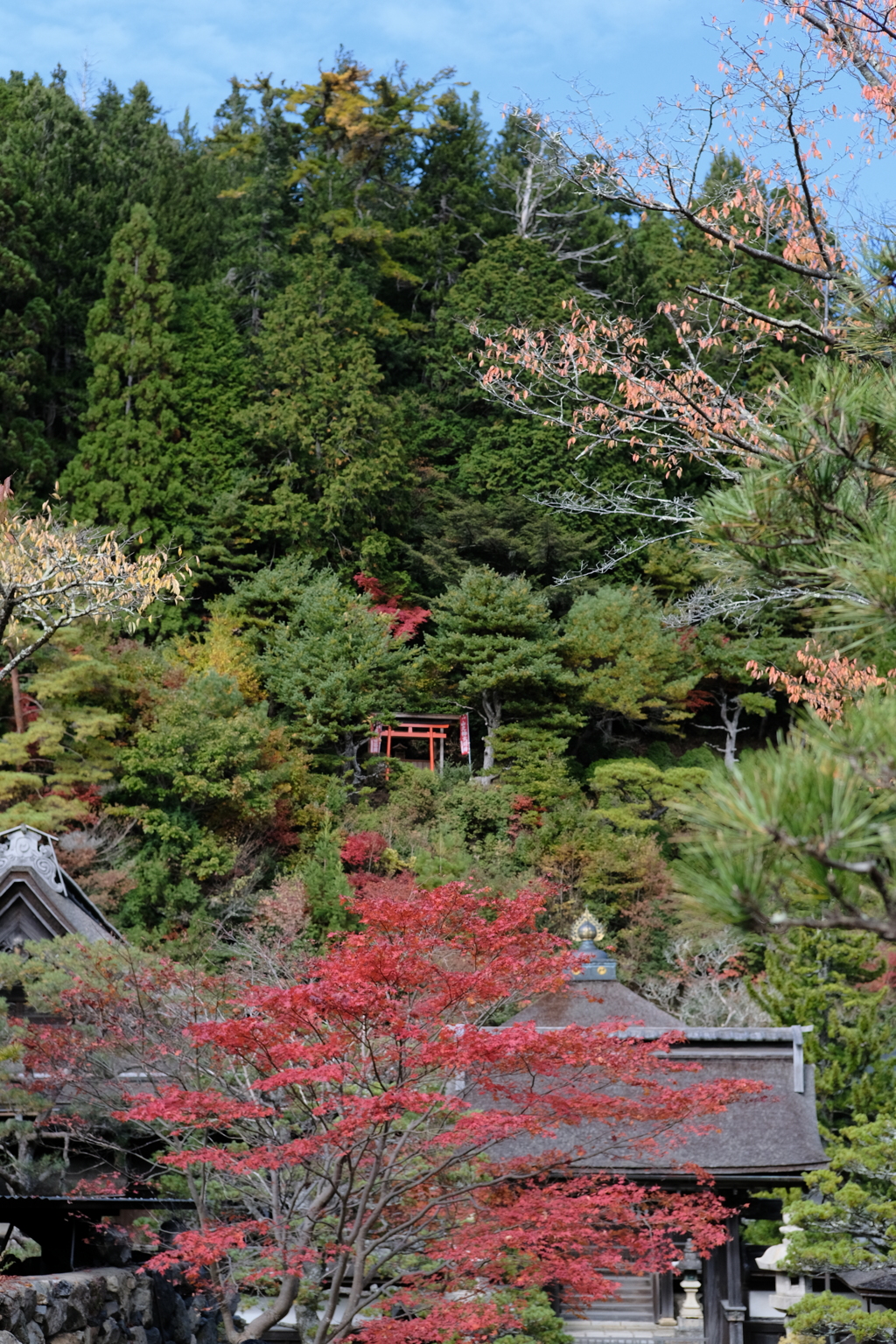 高野山の紅葉