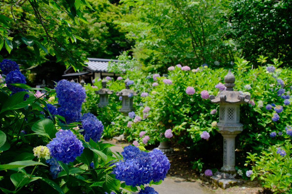 丹州観音寺