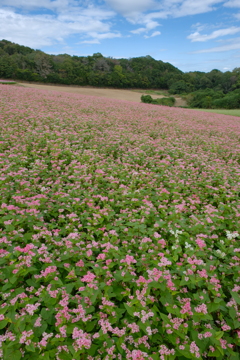 あわじ花さじき