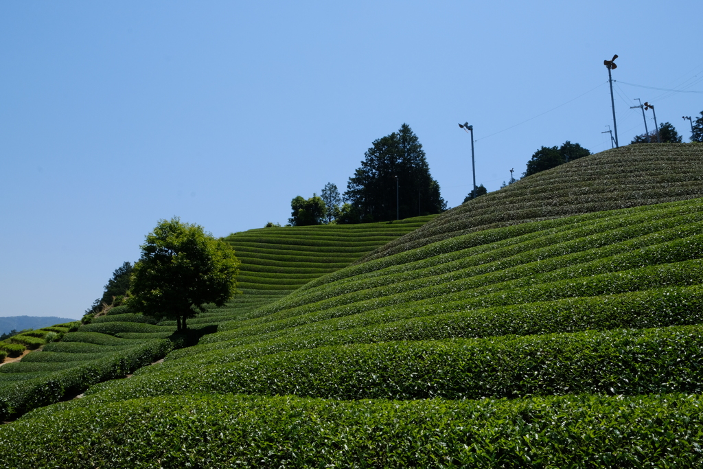 和束の茶畑