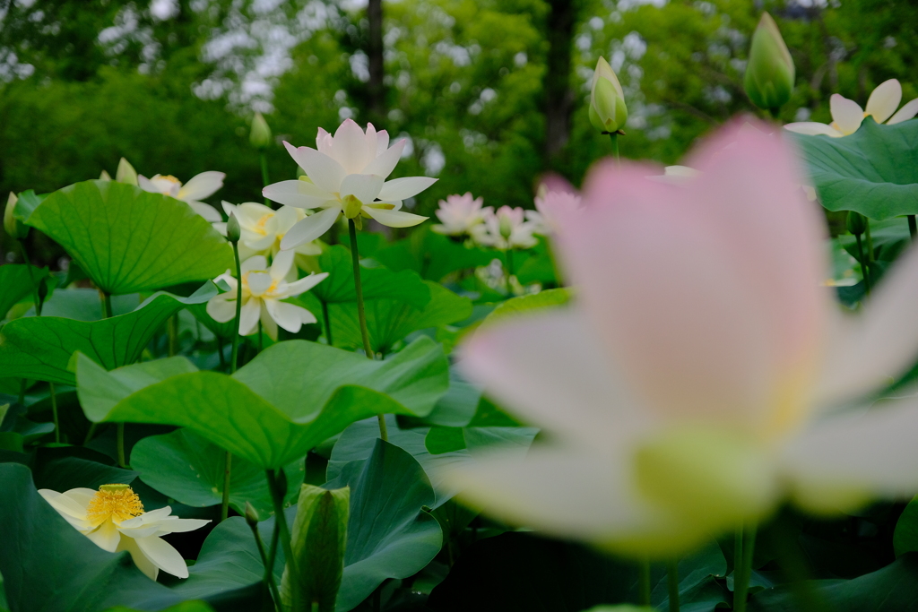 ひょうたん池の蓮