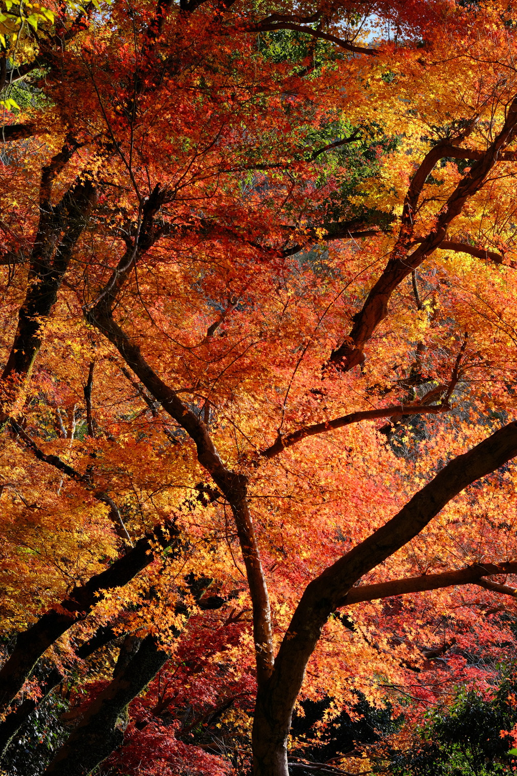 箕面公園の紅葉