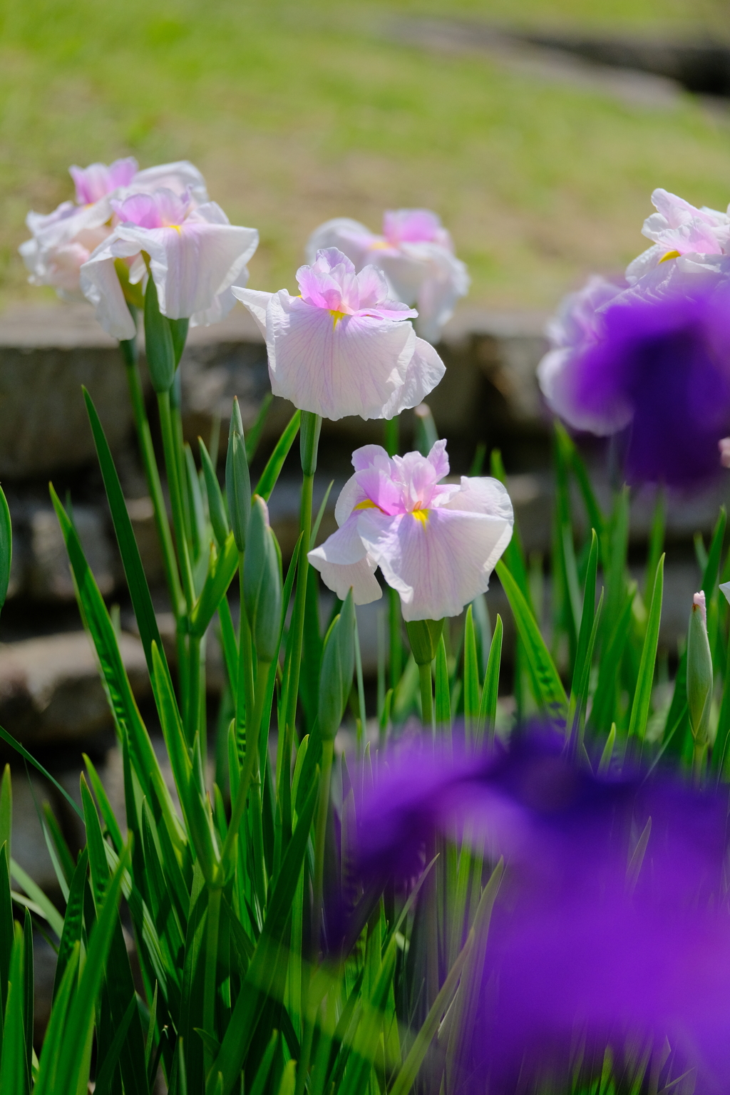 万博記念公園の菖蒲園