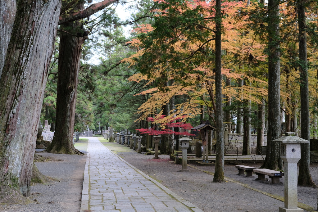 高野山の紅葉