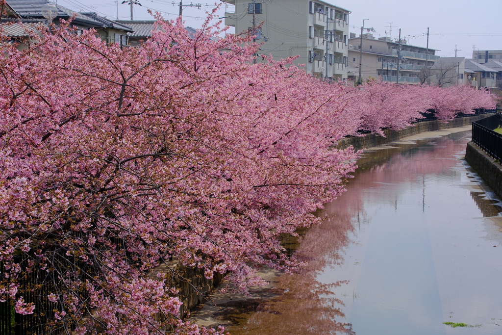 河津桜は満開でした