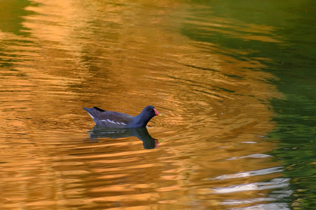 紅葉の中の水鳥