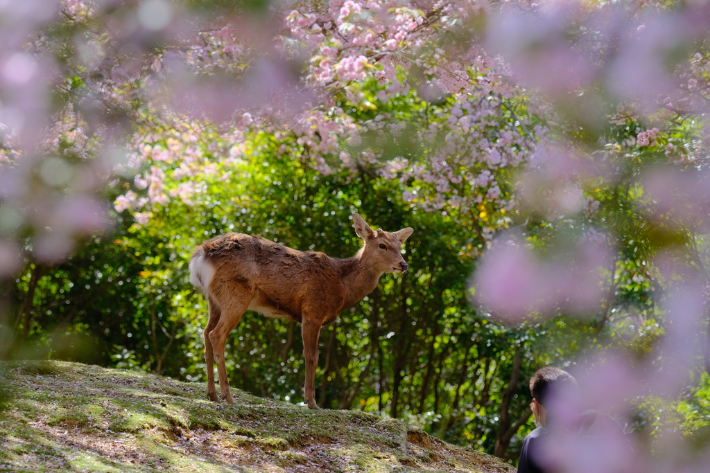 奈良鹿と桜