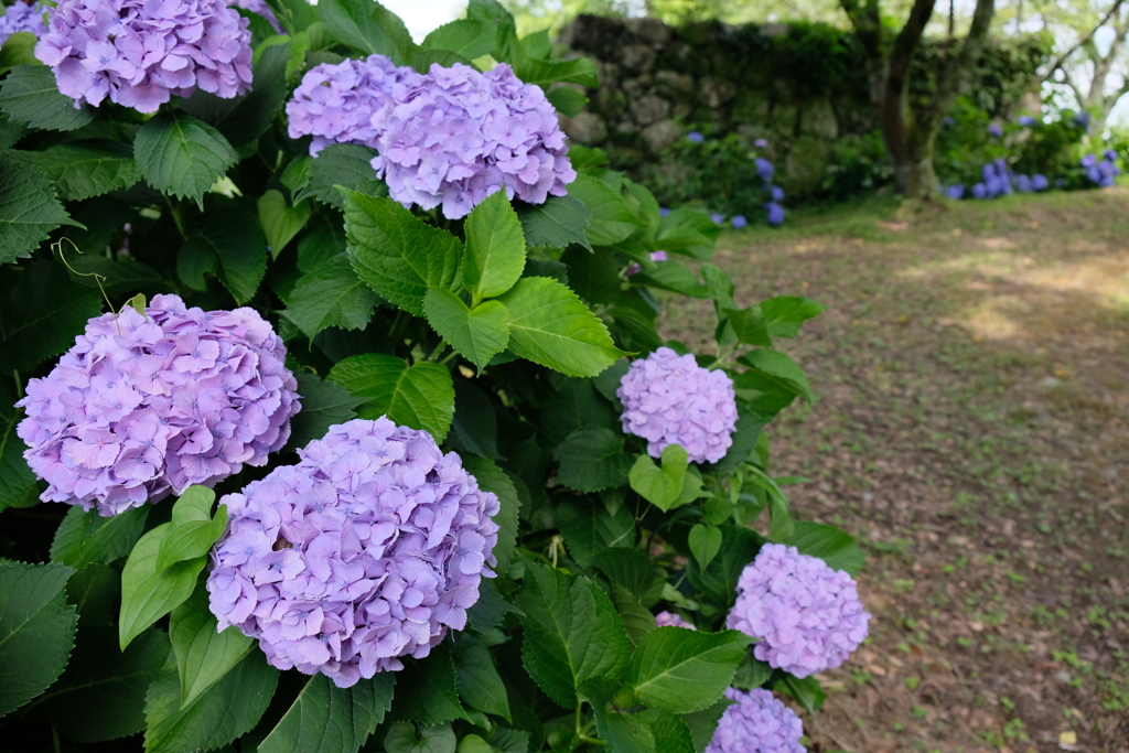 田丸城跡のアジサイ
