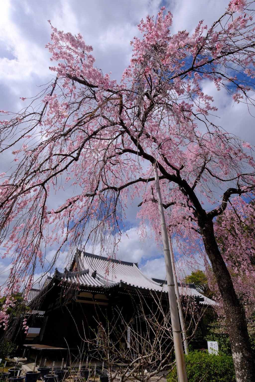 法金剛院の枝垂れ桜