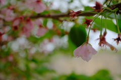 終わりの桜