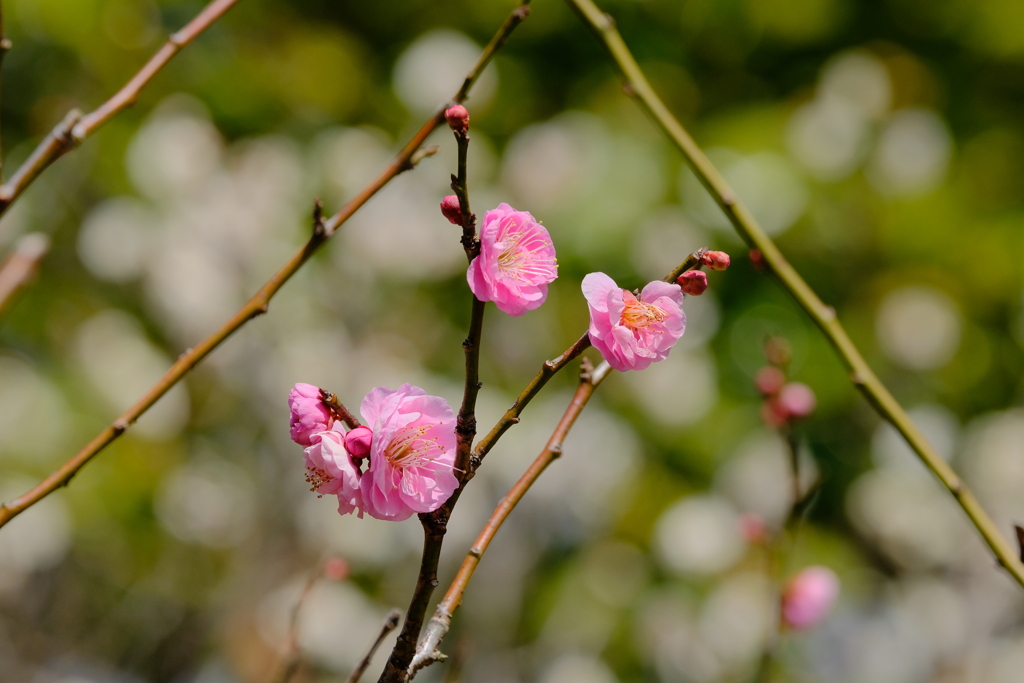 梅の花