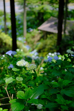 花園あじさい園
