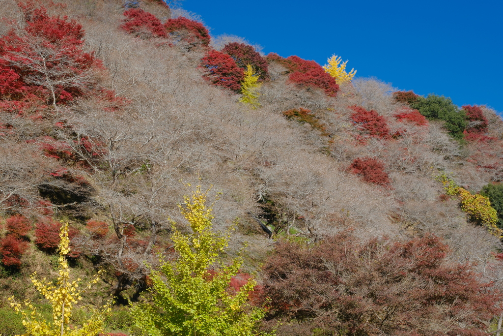 桜には少し早かった