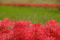 穴太寺の彼岸花