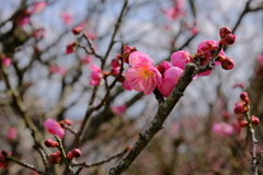 梅の花