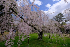 近衛邸跡の枝垂桜