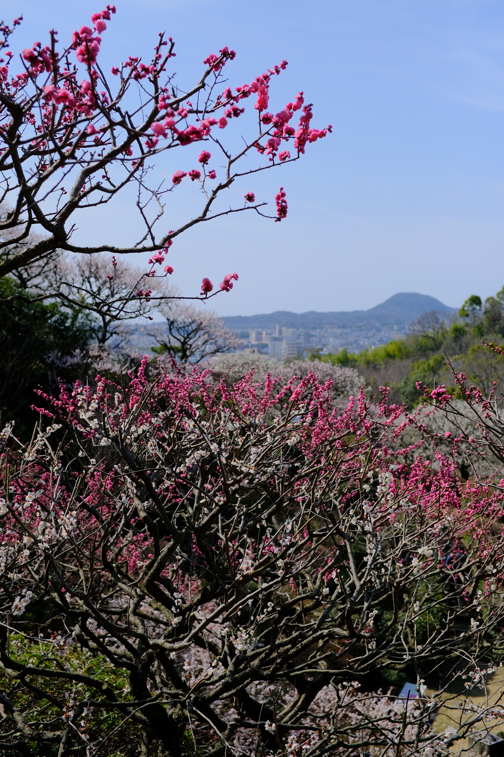 中山寺の梅園