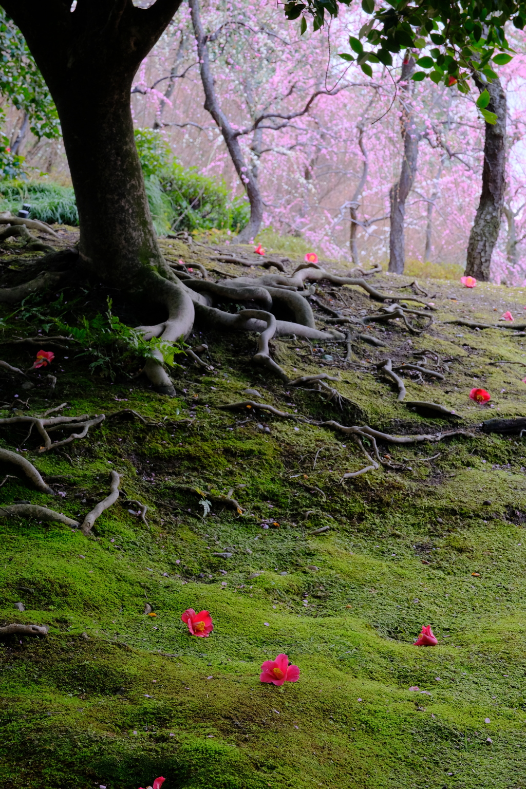 城南宮庭園