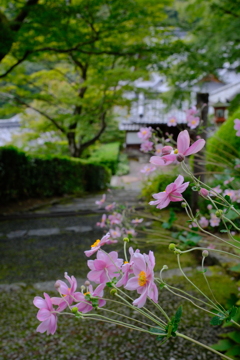 西山善峯寺の秋明菊