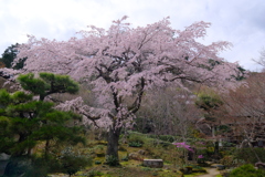 常寂光寺の彼岸枝垂れ桜