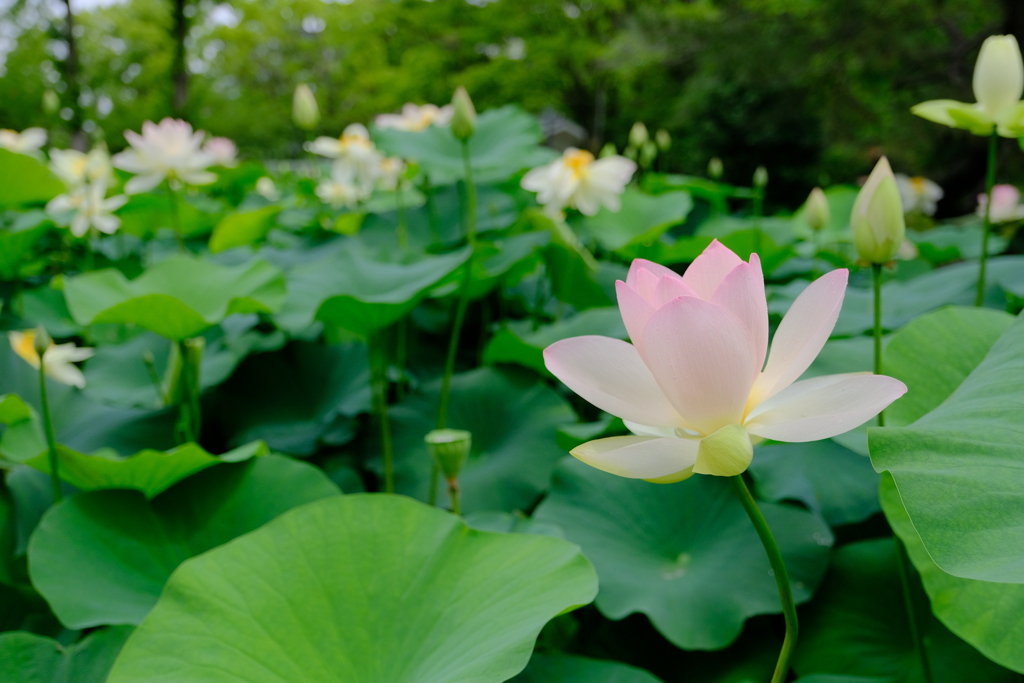 ひょうたん池の蓮